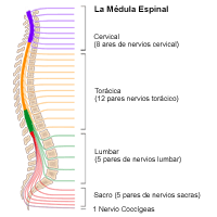 Ilustración de la médula espinal 