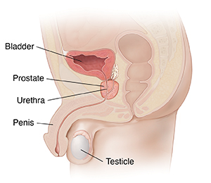 Cross section of male pelvis showing reproductive organs.