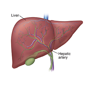 Front view of liver, gallbladder, and blood vessels.